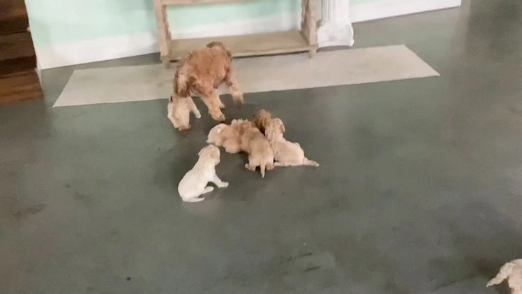 Maltipoo dogs for sale: Captain - Video 2