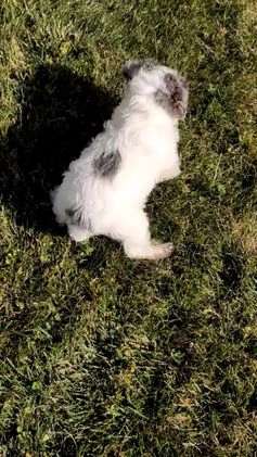 Mixed Breed dogs for sale: Niko - Video 1