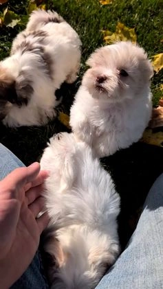 Havanese dogs for sale: Macy - Video 1