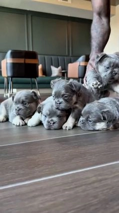 French Bulldog dogs for sale: Cleo - Video 1