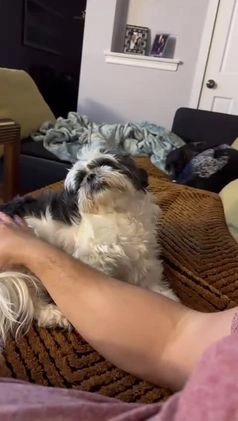 Shorkie dogs for sale: Shorkie Puppy 4 Blessy - Video 1