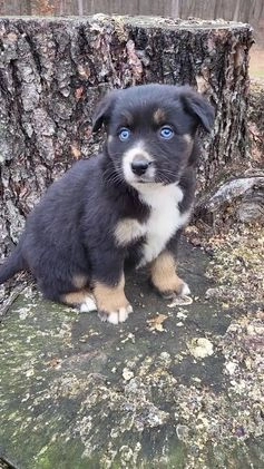 Mixed Breed dogs for sale: Buck - Video 1