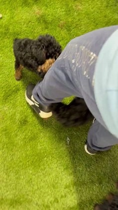 Toy Poodle dogs for sale: Buddy - Video 1