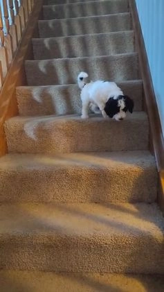 Goldendoodle dogs for sale: Goldendoodle Puppy Collar Pink - Video 2