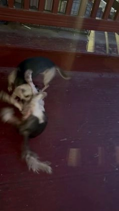 Mixed Breed dogs for sale: Mixed Breed Puppy 2 - Video 2