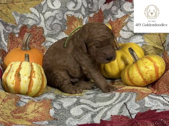 Goldendoodle dogs for sale: Yellow  - Video 2
