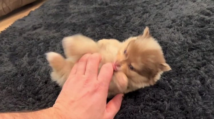 Pomeranian dogs for sale: Skyler - Video 1