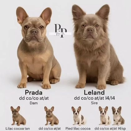 French Bulldog dogs for sale: Velour AKC Fluffy Carrier  - Video 1