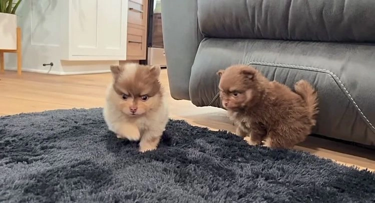 Pomeranian dogs for sale: Sparky - Video 2