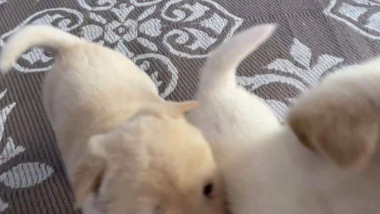 Mixed Breed dogs for sale: Chowski boy  - Video 1