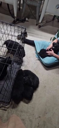 Mixed Breed dogs for sale: Carl - Video 1