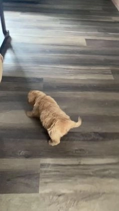 Golden Retriever dogs for sale: Tommy - Video 1