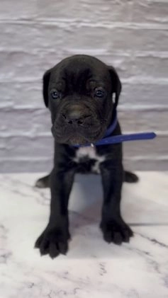 Cane Corso dogs for sale: AKC-Chevy  - Video 2