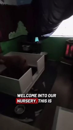 Goldendoodle dogs for sale: Lucky - Video 3