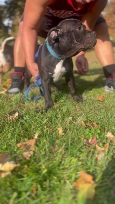 American Bully dogs for sale:  Puppy 1 - Video 1