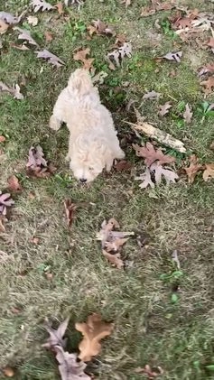 Bichpoo dogs for sale: Theo - Video 3