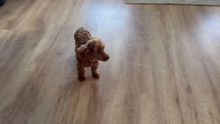 Toy Poodle dogs for sale: Pansy - Video 1