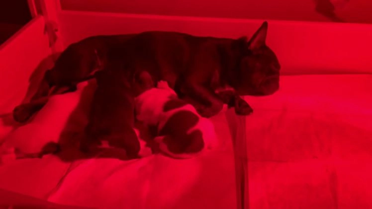 French Bulldog dogs for sale: French Bulldog Puppy 1 - Video 2