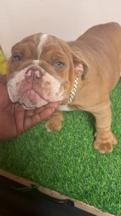 English Bulldog dogs for sale: English Bulldog Puppy 2 - Video 1