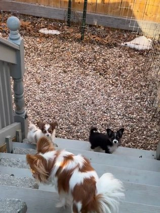 Mixed Breed dogs for sale: Bandit  - Video 1