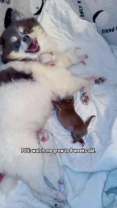 Pomeranian dogs for sale: AKC Aurora - Video 2