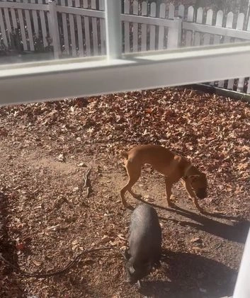 Boxer dogs for sale: Jax - Video 2