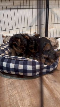 Yorkshire Terrier dogs for sale: Yorkshire Terrier Puppy 1 - Video 1