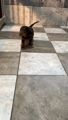 Miniature Dachshund dogs for sale: Dallas - Video 1