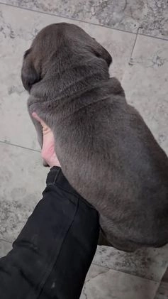 Cane Corso dogs for sale: Bowser  - Video 1