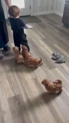 Maltipoo dogs for sale: Chocolate  - Video 1