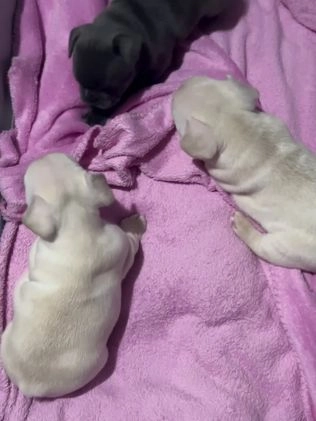 French Bulldog dogs for sale: Luca - Video 1