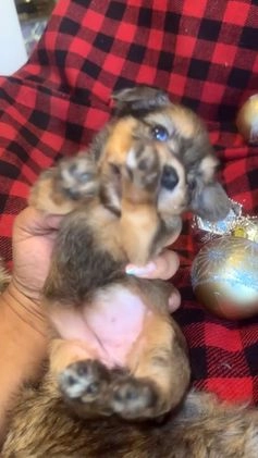 Yorkshire Terrier dogs for sale: Cinnamon  - Video 2