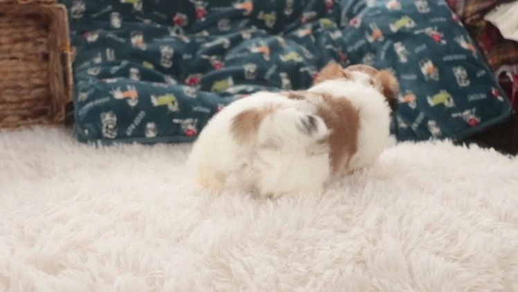 Shih Tzu dogs for sale: Bud - Video 1