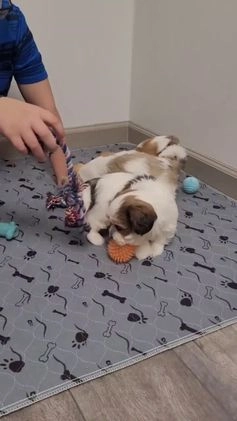 Teddy Bear dogs for sale: Waffles - Video 2