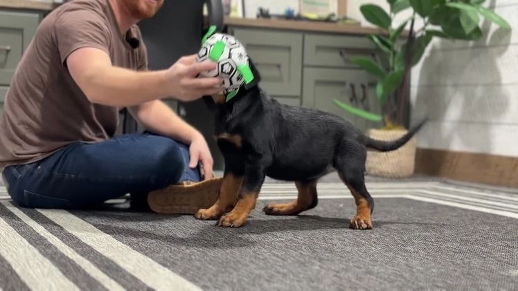 Rottweiler dogs for sale: Jewel - Video 1