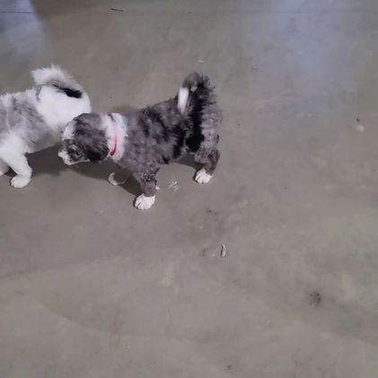 Sheepadoodle dogs for sale: Myles - Video 1