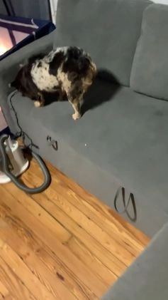 French Bulldog dogs for sale: Moon  - Video 1