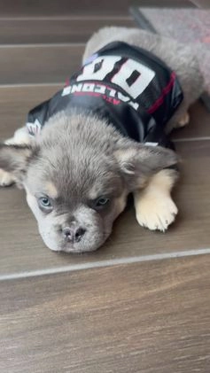 French Bulldog dogs for sale: Axel - Video 2