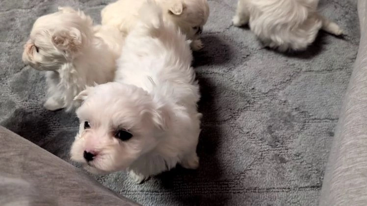Maltese dogs for sale: Kya - Video 2