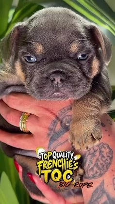 French Bulldog dogs for sale: TYSON - Video 1