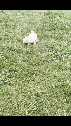 Maltipoo dogs for sale: Spice Cake - Video 1