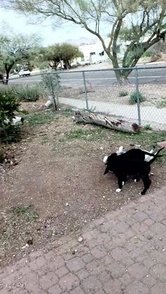 Mixed Breed dogs for sale: Spartacus - Video 1