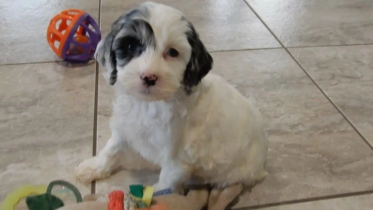 Cockapoo dogs for sale: Izzy - Video 1