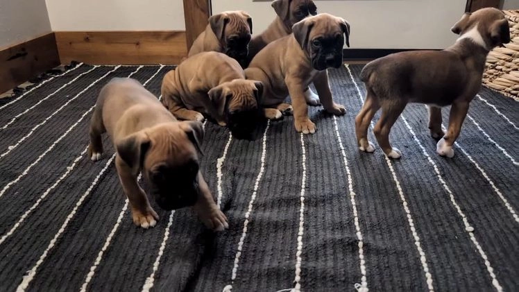 Boxer dogs for sale: Hunter - Video 5