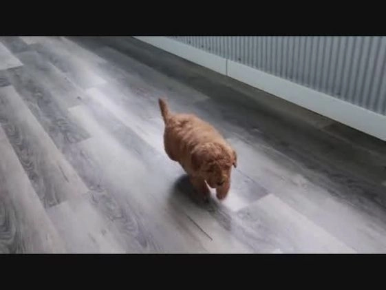 Mini Goldendoodle dogs for sale: Twila - Video 1