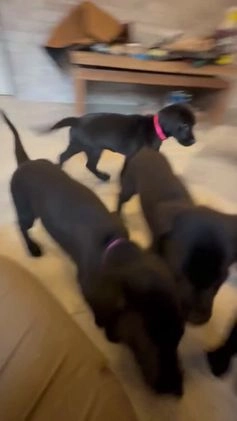 Labrador Retriever dogs for sale: Labrador Retriever Puppy- Purple collar - Video 1