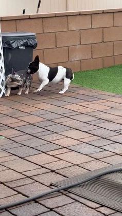French Bulldog dogs for sale: Neptune - Video 1