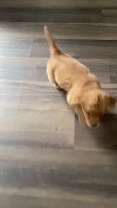 Golden Retriever dogs for sale: Betty - Video 1