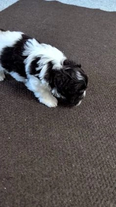 Havanese dogs for sale: Zorro - Video 1
