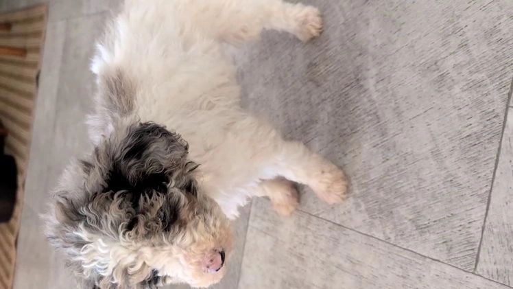 Mini Bernedoodle dogs for sale: Valerie  - Video 1